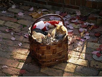 《小小梦魇3》发售日泄露！或于9月15日上线