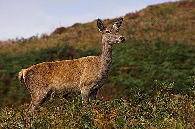 《死亡回归》（Returnal）等游戏加入持续扩大的DLSS游戏阵营